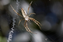 L'Argiope frelon ou Argiope fascie. Une femelle immature (Araneae - Araneidae - Argiope bruennichi)